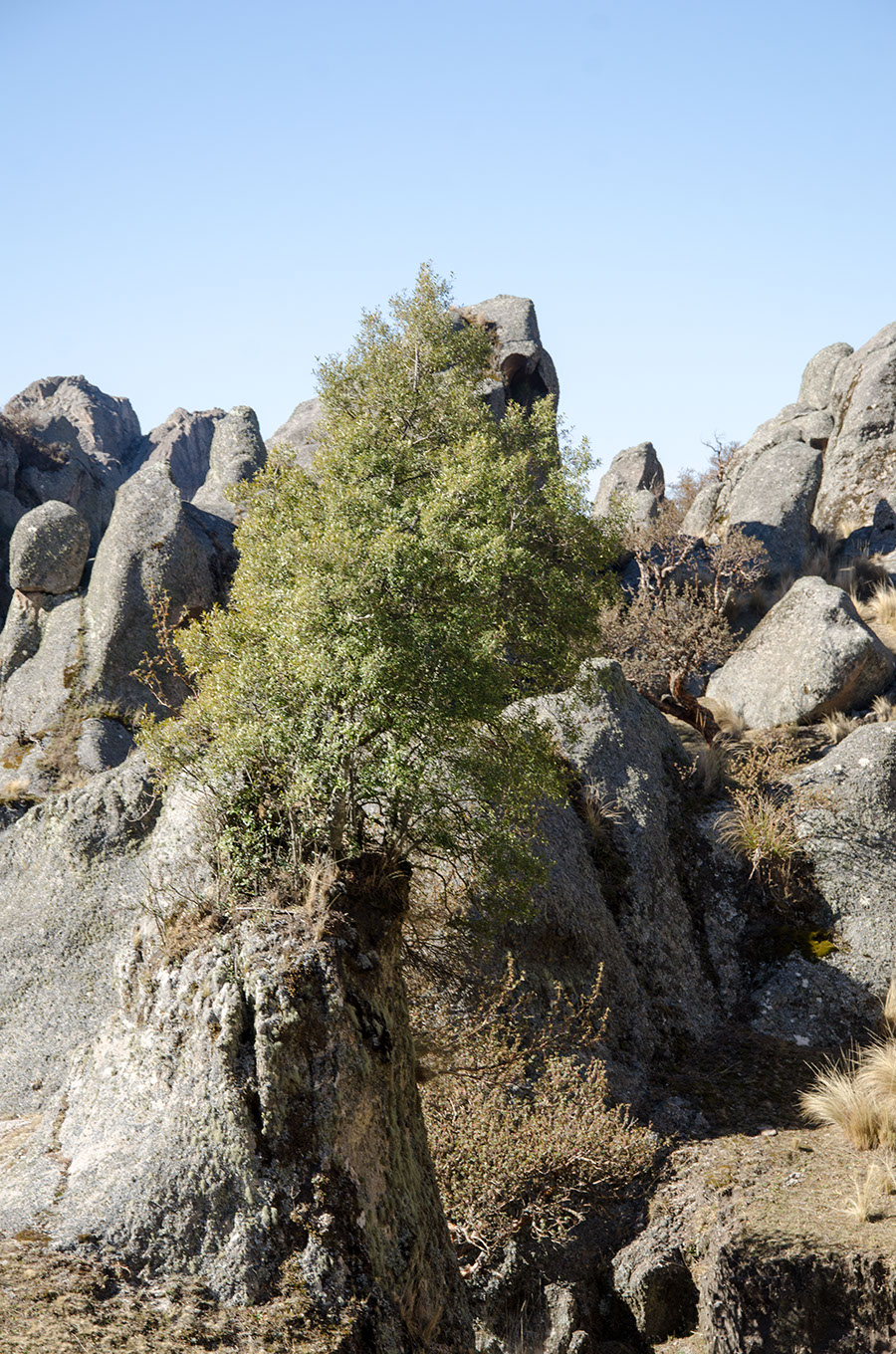 Haciendo de una hendidura en este peña una maseta, este Maytén se las ha ingeniado para crecer en la piedra viva, sirviendo como atalaya natural para los pájaros que reposan en sus ramas. 